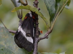Hemileuca maia maia