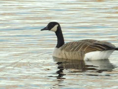 Branta canadensis