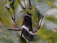 Hemileuca maia maia