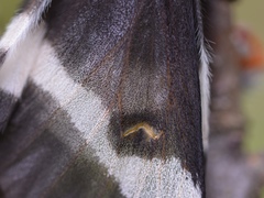 Hemileuca maia maia