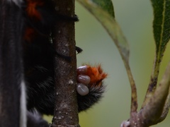 Hemileuca maia maia