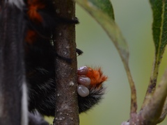 Hemileuca maia maia