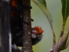Hemileuca maia maia