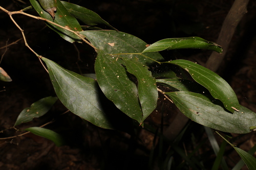 Image of Acacia bakeri by (c) Greg Tasney, some rights reserved (CC BY-SA)