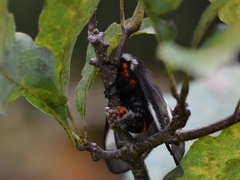 Hemileuca maia maia