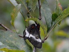 Hemileuca maia maia