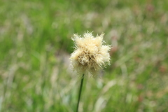 Calliscirpus brachythrix