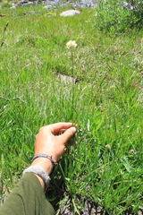 Calliscirpus brachythrix