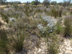 Diastella proteoides