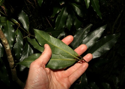 Image of Cinnamomum oliveri by (c) Greg Tasney, some rights reserved (CC BY-SA)