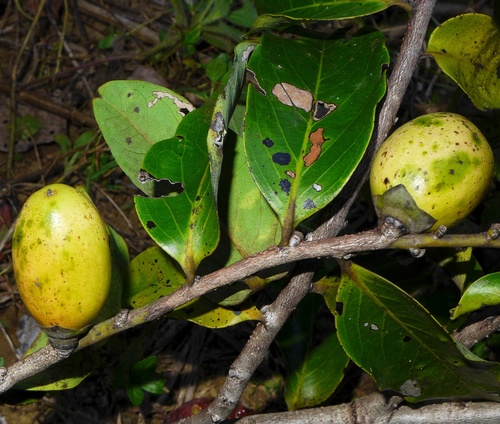 Diospyros macrocarpa · iNaturalist