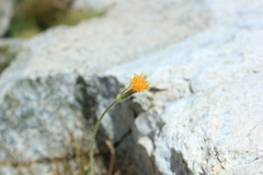 Raillardella scaposa