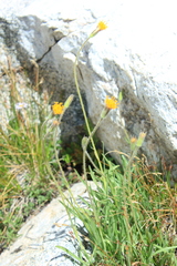 Raillardella scaposa