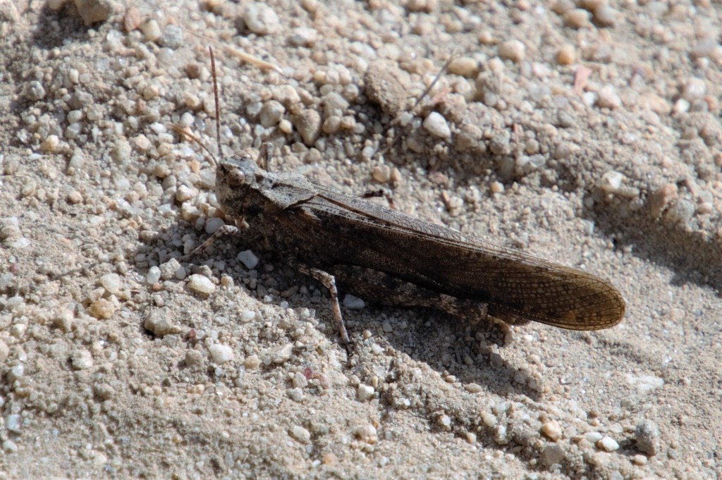 Trimerotropis aberasturii