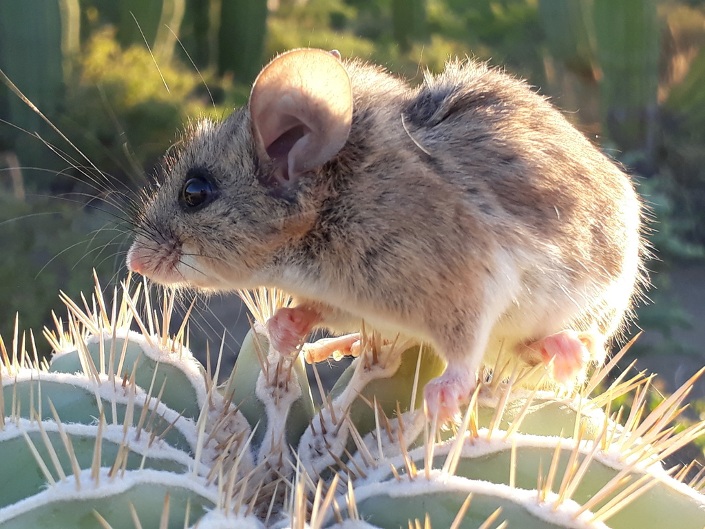Catalina Deermouse