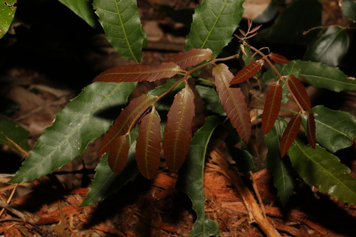 Image of Elattostachys nervosa by (c) Greg Tasney, some rights reserved (CC BY-SA)