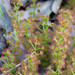 Drosera stolonifera - Photo Public domain, sin restricciones conocidas de derechos (dominio público)