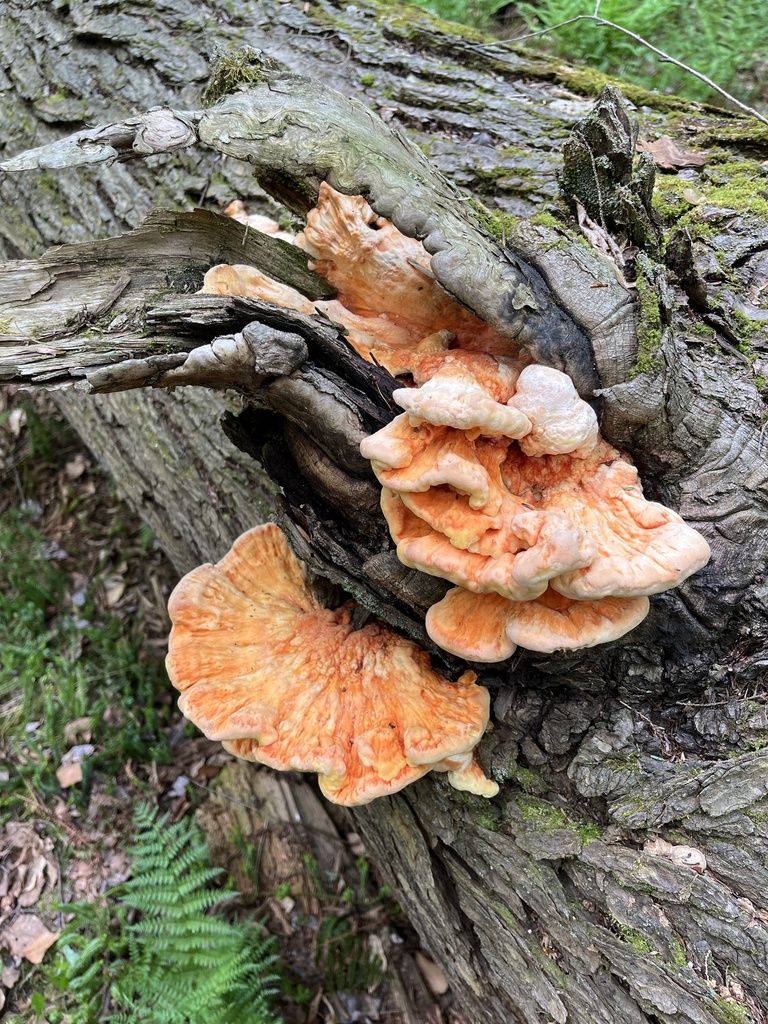 Laetiporus huroniensis from Leeper, PA, US on May 28, 2023 at 12:05 PM ...