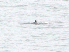 Phocoena phocoena phocoena