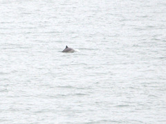 Phocoena phocoena phocoena