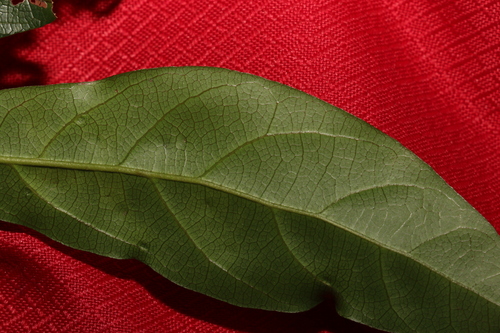 Image of Endiandra virens by (c) Greg Tasney, some rights reserved (CC BY-SA)