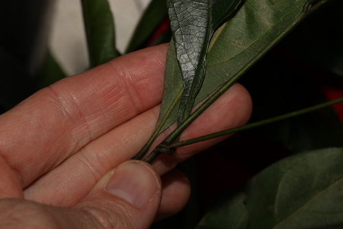 Image of Endiandra virens by (c) Greg Tasney, some rights reserved (CC BY-SA)