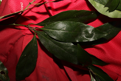 Image of Endiandra virens by (c) Greg Tasney, some rights reserved (CC BY-SA)