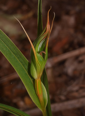 Pterostylis cardiostigma