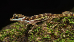 Aquatic Anole photo 5
