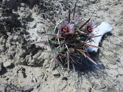Ferocactus recurvus recurvus