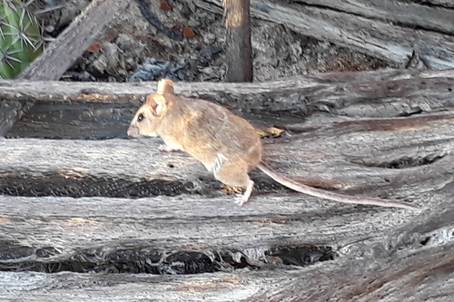 Catalina Deermouse