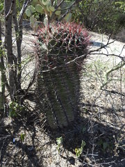 Ferocactus recurvus recurvus
