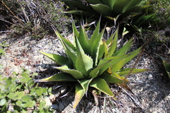 Agave gentryi