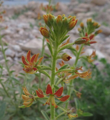 Khouniza (Cleome arabica)