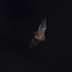 Chalinolobus neocaledonicus