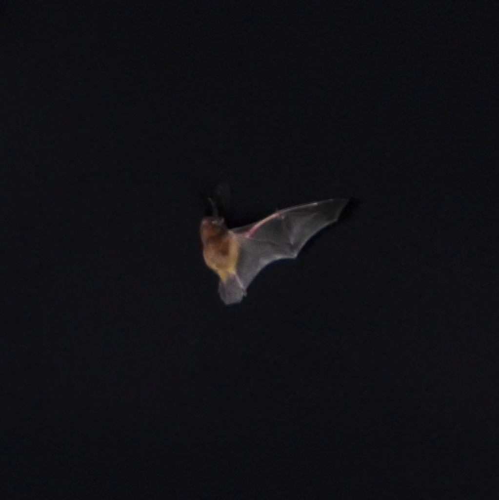 New Caledonia Wattled Bat