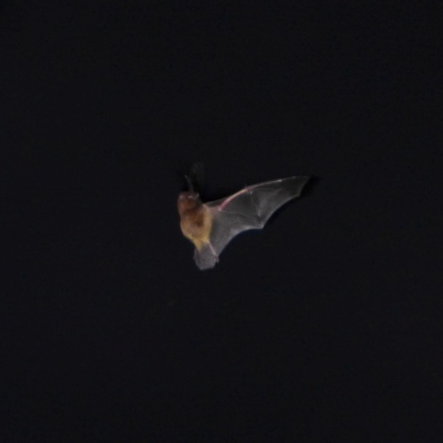 New Caledonian Wattled Bat (Chalinolobus neocaledonicus) — Endangered Mammalia