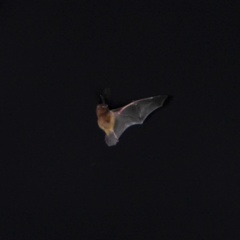 Chalinolobus neocaledonicus