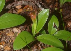 Pterostylis humilis