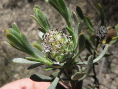Leucadendron cinereum