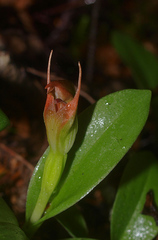 Pterostylis humilis