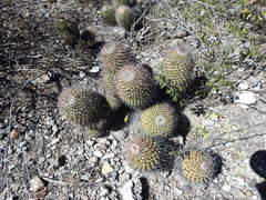Mammillaria carnea