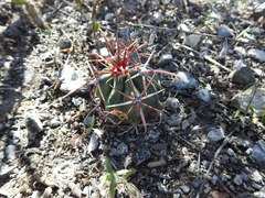 Ferocactus recurvus recurvus