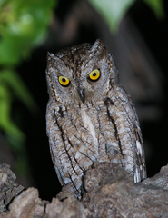 Otus scops