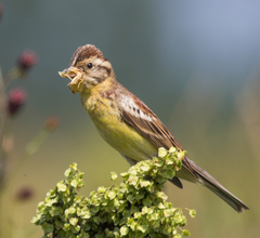 Emberiza aureola