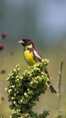 Emberiza aureola