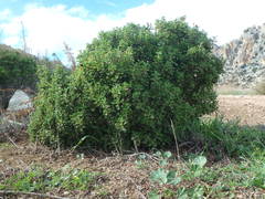 Cistus creticus creticus