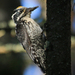 Three-toed Woodpeckers - Photo (c) Aleksey Levashkin, some rights reserved (CC BY-NC), uploaded by Aleksey Levashkin