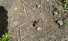 Delta pyriforme philippinense