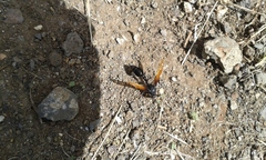 Delta pyriforme philippinense